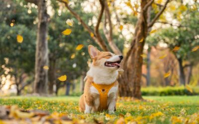 Quanta attività deve fare un cane? Oltre la passeggiata: il benessere mentale