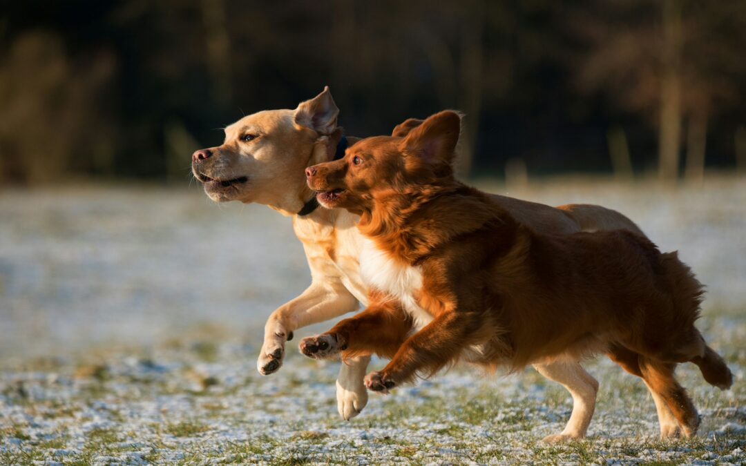 Gioco tra cani: come capire se si divertono o se è ora di intervenire
