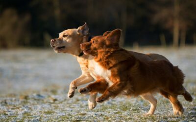 Gioco tra cani: come capire se si divertono o se è ora di intervenire