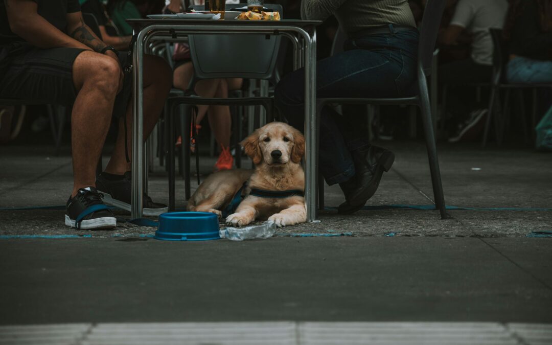 Portare il cane ovunque è sempre la scelta giusta? Riflessioni sulla convivenza urbana