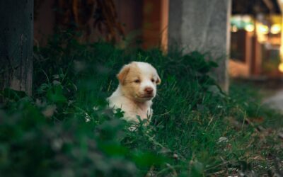 Arriva un cucciolo in casa: come prepararsi nel rispetto dei suoi bisogni