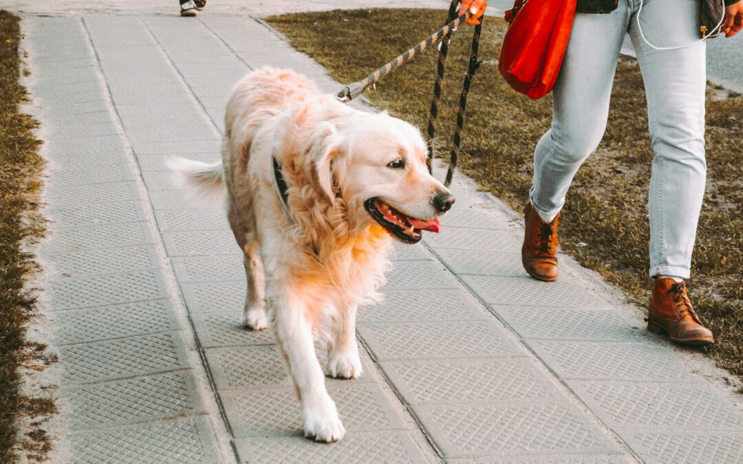 Collare o Pettorina per Cani? Pro, Contro e Guida alla Scelta Consapevole